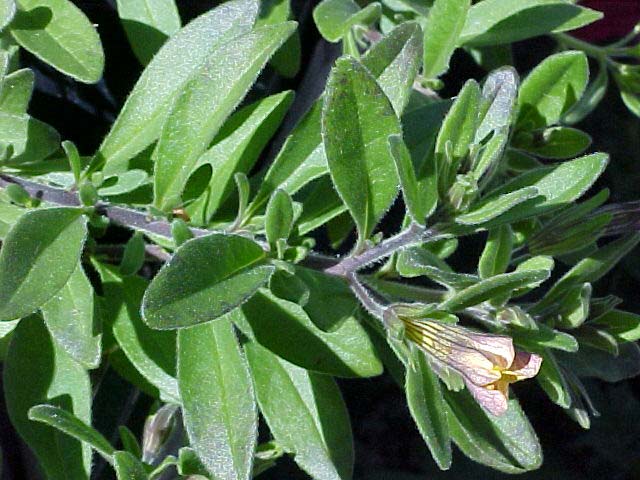 Calibrachoa spp.