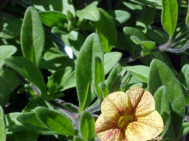 Calibrachoa spp.