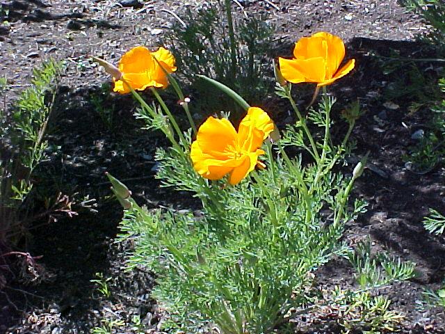 Eschscholzia californica