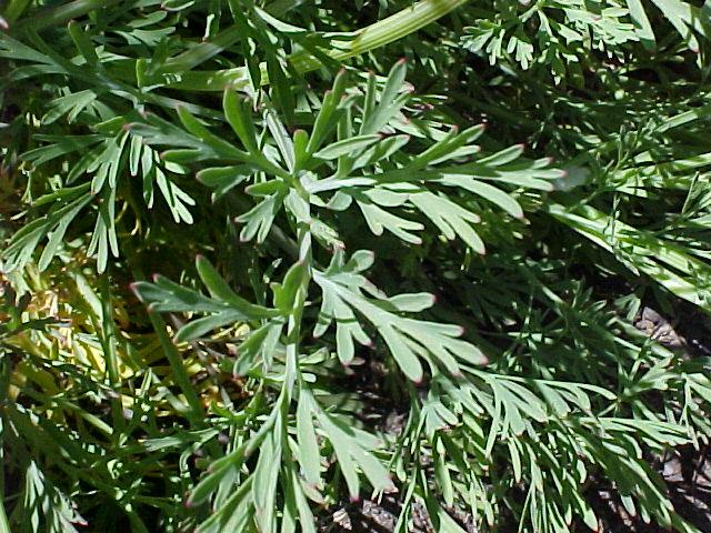 Eschscholzia californica