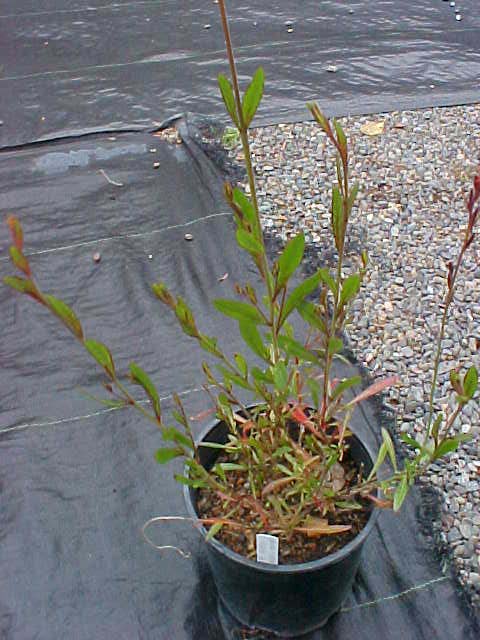 Gaura lindheimeri 'Siskiyou Pink'