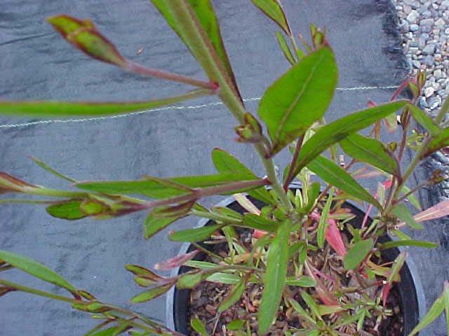 Gaura lindheimeri 'Siskiyou Pink'