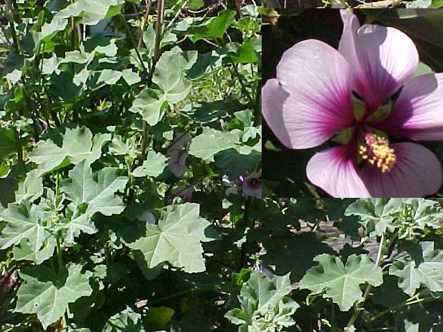 Lavatera maritima