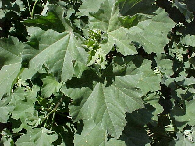 Lavatera maritima