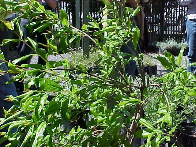 Punica granatum