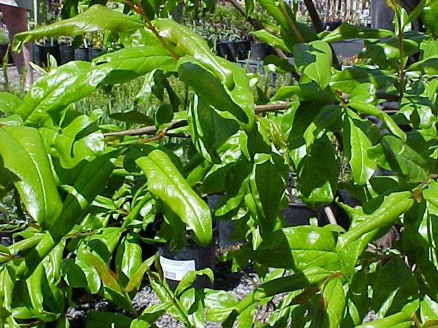 Punica granatum