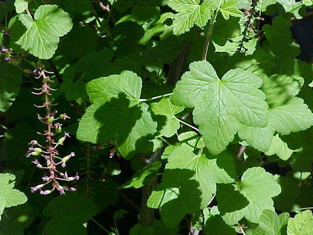 Ribes sanguineum