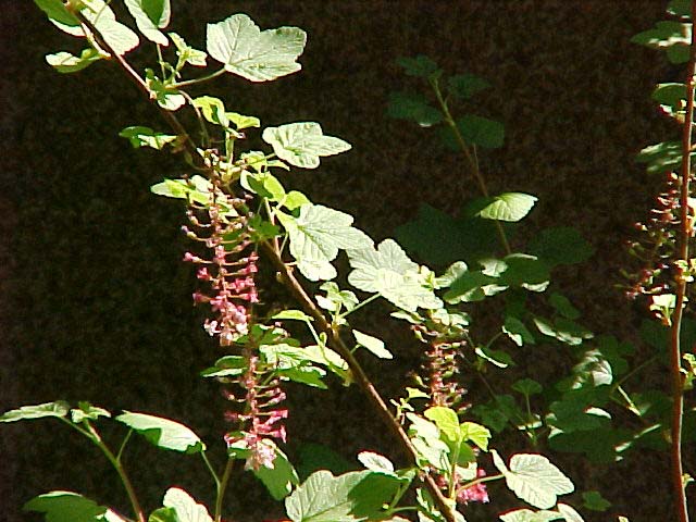 Ribes sanguineum