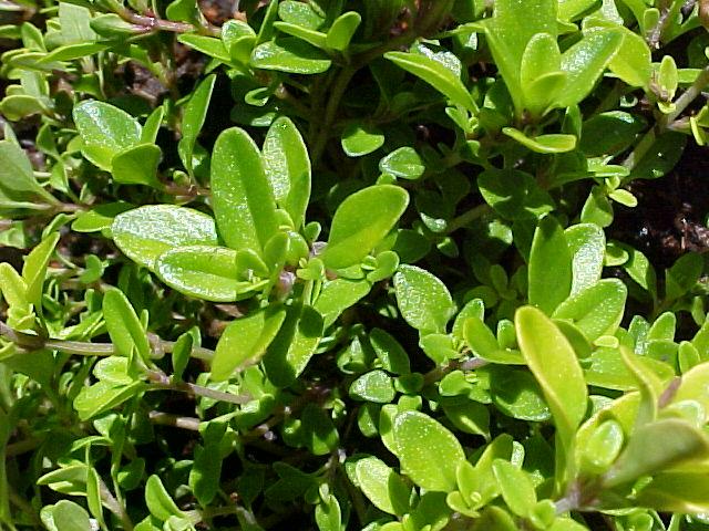Thymus x citriodorus 'Lime'