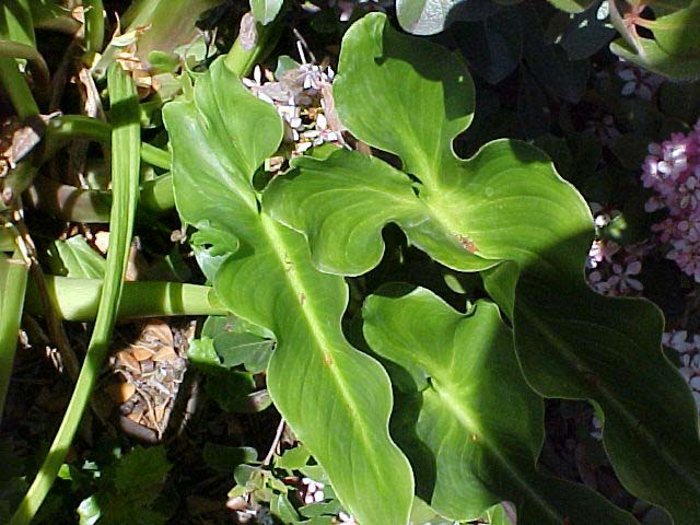 Zantedeschia aethiopica