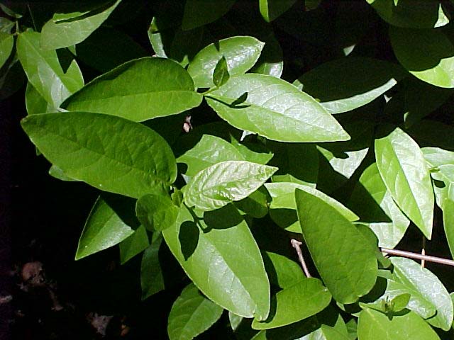 Calycanthus occidentalis