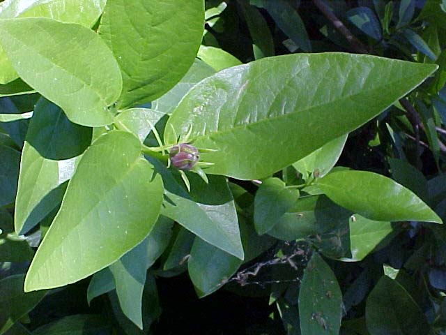Calycanthus occidentalis