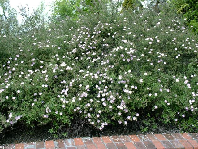 Cistus x skanbergii