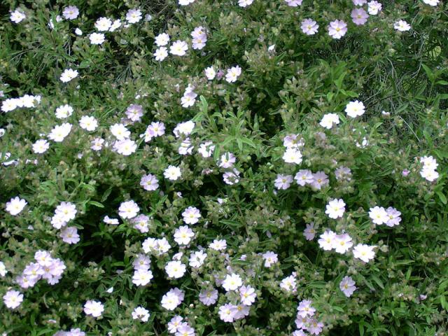 Cistus x skanbergii