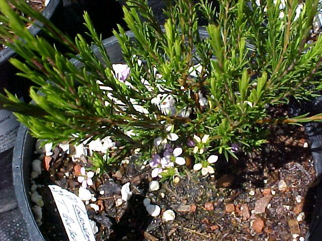 Coleonema pulchrum