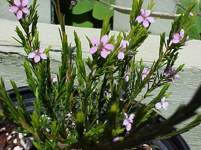 Coleonema pulchrum