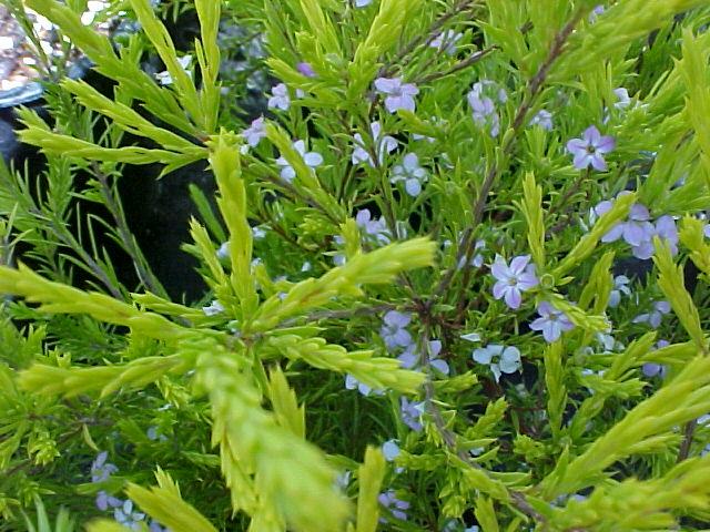 Coleonema pulchrum 'Golden Sunset' 
