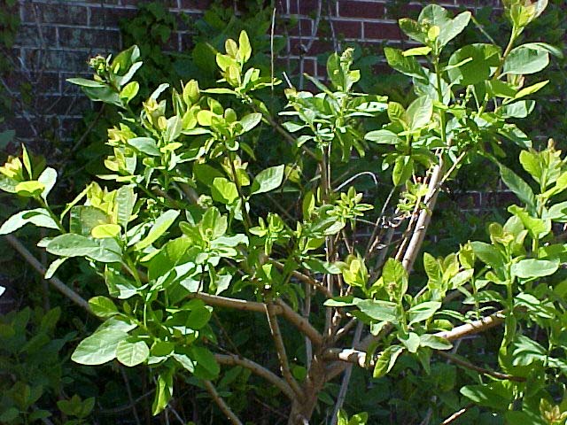 Cotinus coggygria