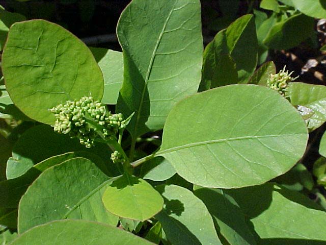 Cotinus coggygria