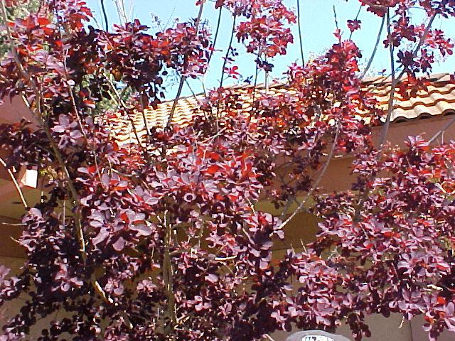 Cotinus coggygria 'Royal Purple'