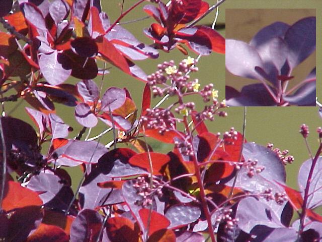 Cotinus coggygria 'Royal Purple'
