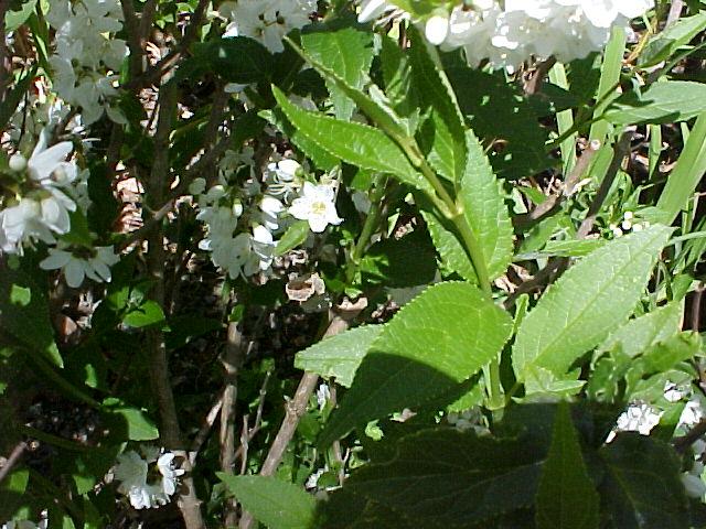 Deutzia gracilis