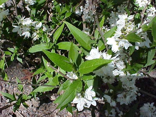Deutzia gracilis