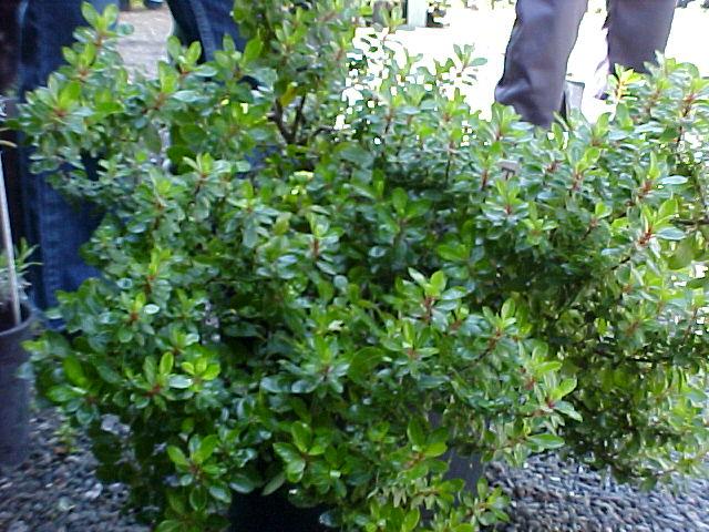Escallonia 'Compakta'