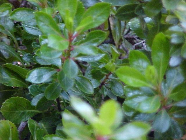 Escallonia 'Compakta'