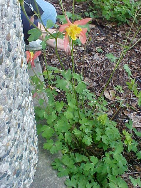 Aquilegia formosa