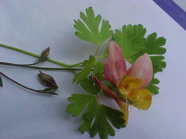 Aquilegia formosa