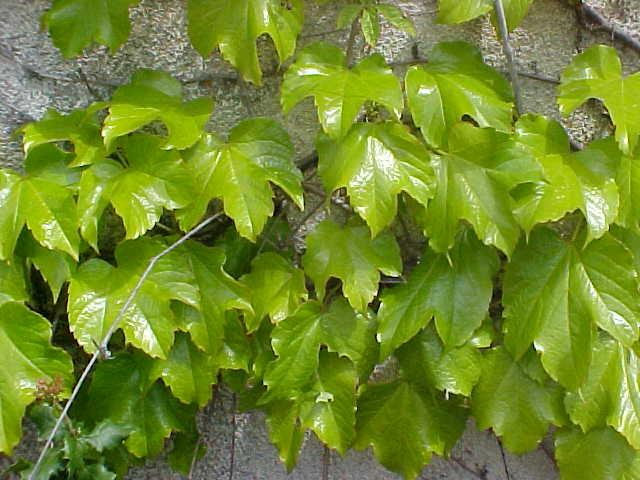 Parthenocissus tricuspidata