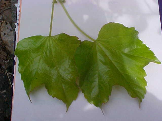 Parthenocissus tricuspidata