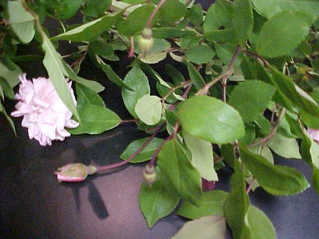 Rosa 'C&eacute;cile Brunner'