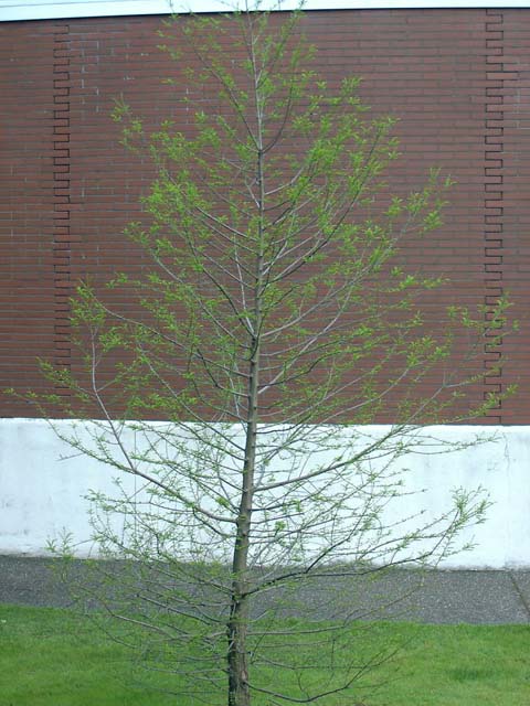 Taxodium distichum