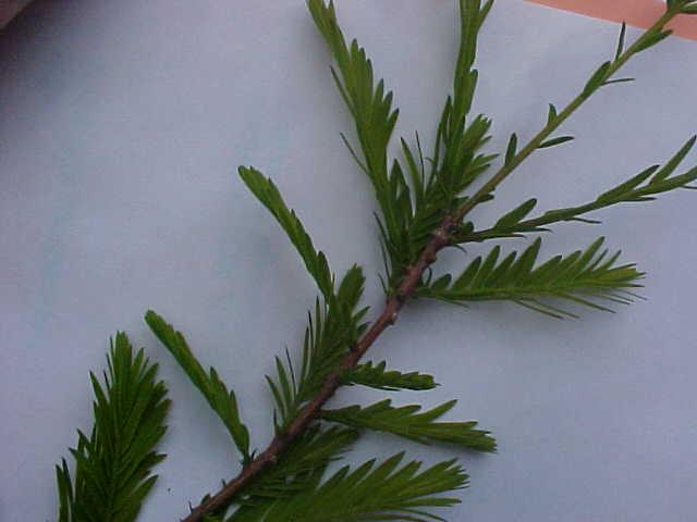 Taxodium distichum