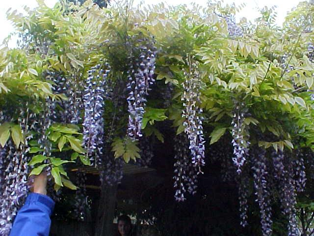 Wisteria floribunda