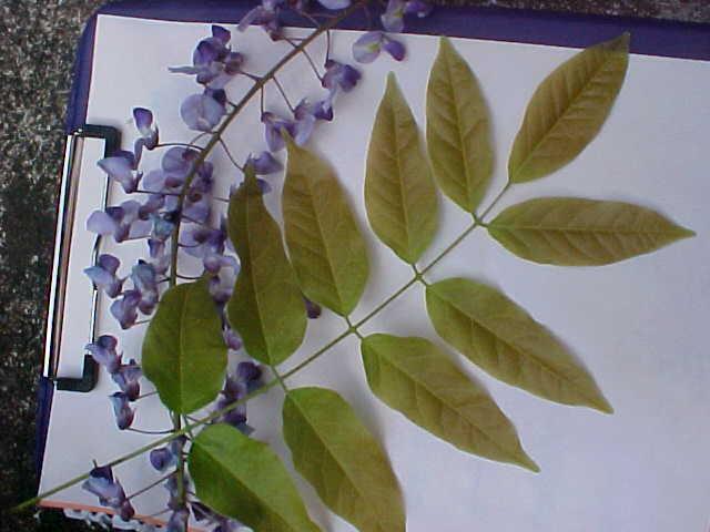 Wisteria floribunda