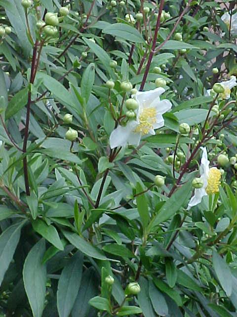 Carpenteria californica