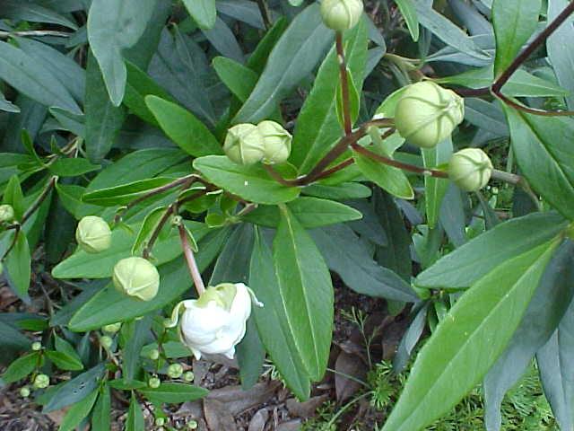 Carpenteria californica