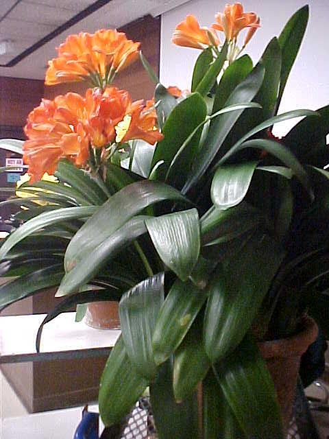 Clivia miniata