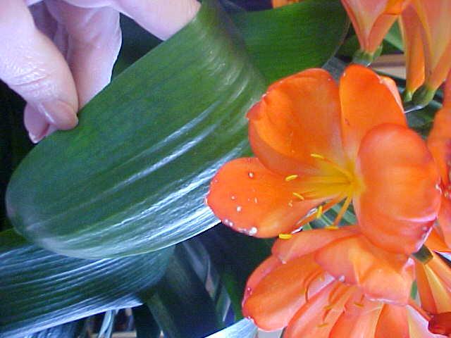 Clivia miniata