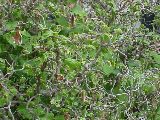 Corylus avellana 'Contorta'