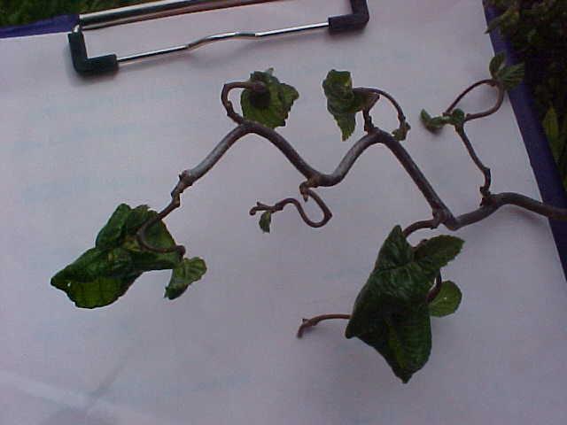 Corylus avellana 'Contorta'