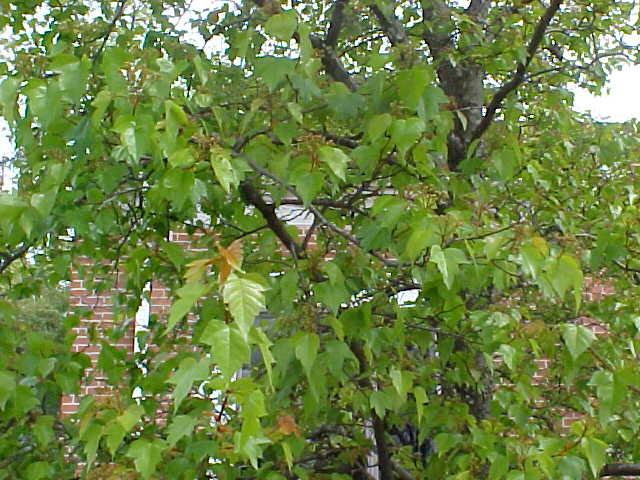 Crataegus phaenopyrum