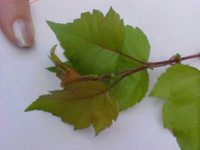 Crataegus phaenopyrum