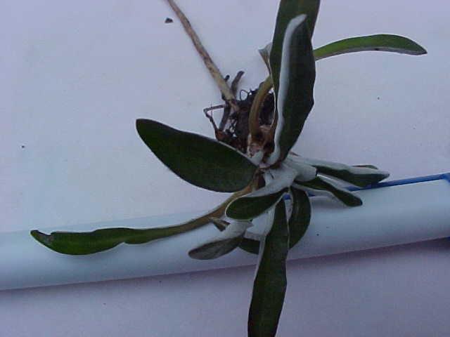 Dymondia margaretae
