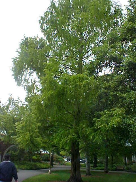 Metasequoia glyptostroboides