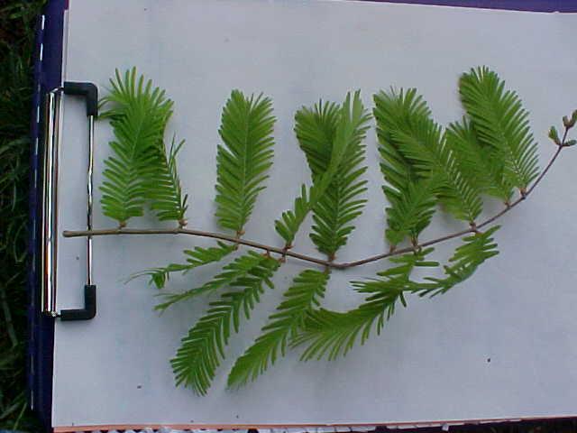 Metasequoia glyptostroboides