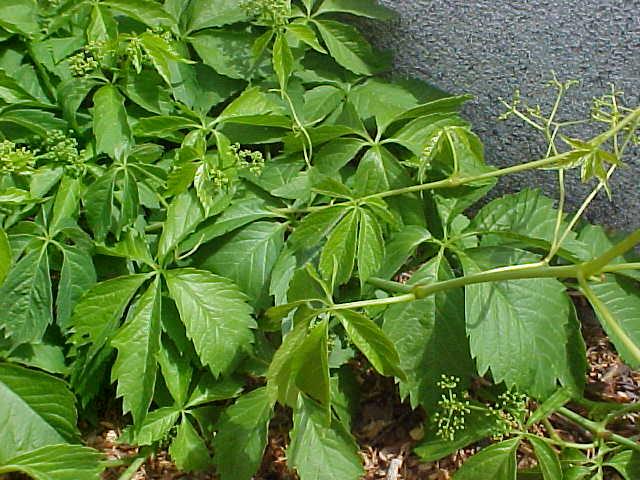 Parthenocissus quinquefolia